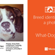 Imagen para el artículo titulado Averigua de qué raza es tu perro con esta nueva aplicación de Microsoft